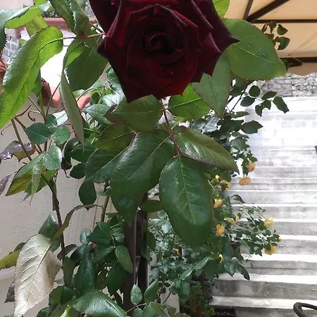 къща гурков Къща за гости Велико Търново