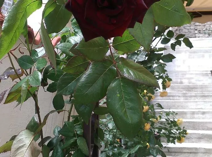 Gurkov Konukevi Tırnova